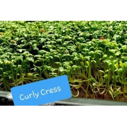 Curly Cress - Pre-Order