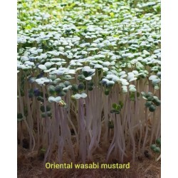 Mustard, Oriental Wasabi -...