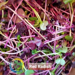 Radish, Red - Pre order